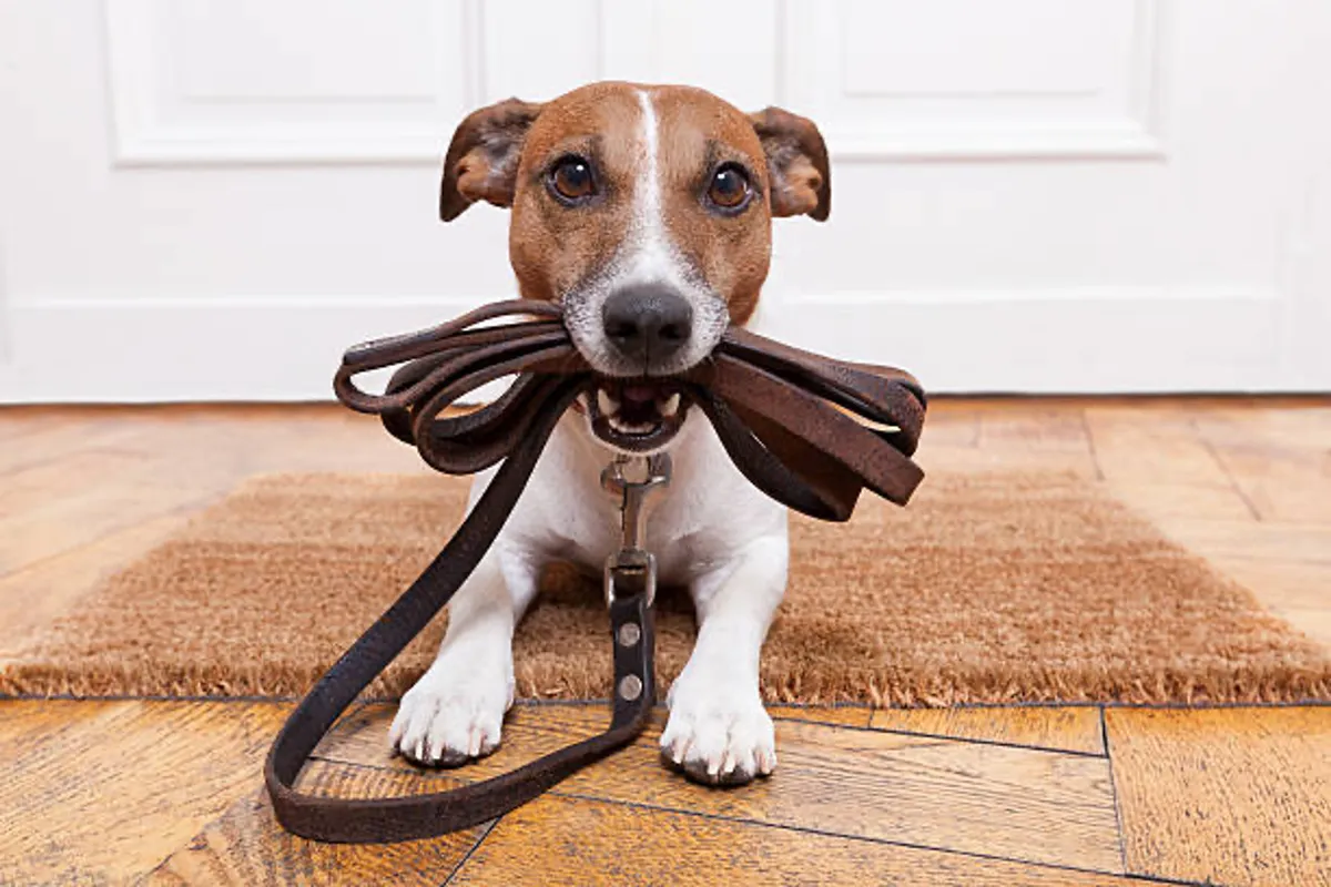 A playful interior scene with a dog on a leash standing on a doormat over wooden flooring, suggesting pet-friendly living and the joy of walking or playing with pets. The mood is lively and inviting, emphasizing daily routines and the condo's pet-friendly aspect.